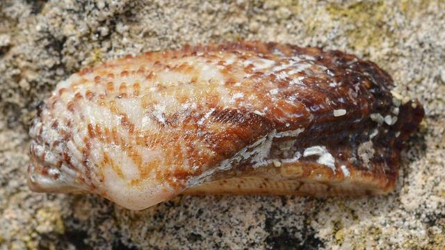 A photo of a noah's ark shell on a stone surface.