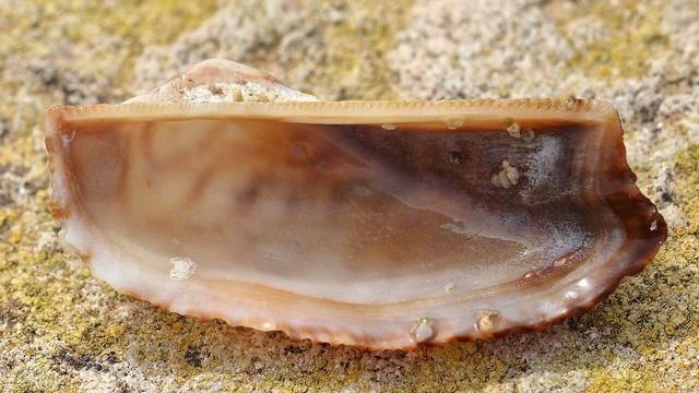 A photo of the underside of a noah's ark shell on a stone surface.