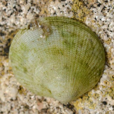 A photo of a small white and green Ctena shell on a stone surface.