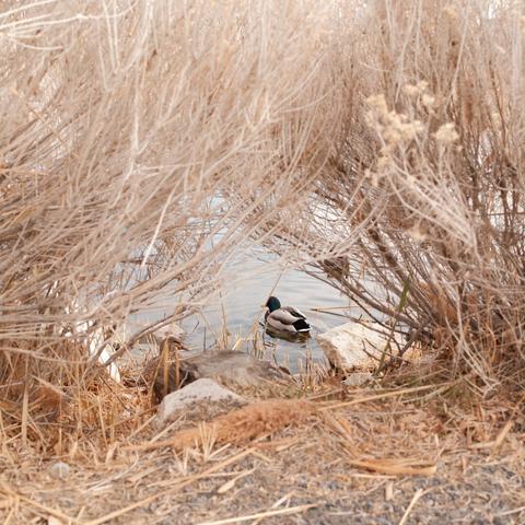 it's a duck through some bushes