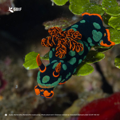 red orange and black nudibranch