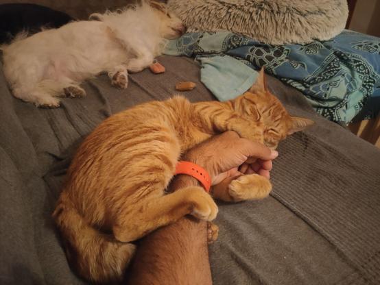 Orange cat sleeping grabbing my arm with all his paws.
