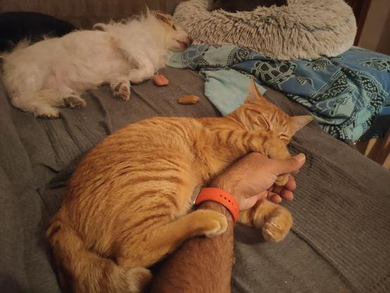Same picture but slightly different. There is also a white fluffy dog on the background, sleeping too.
