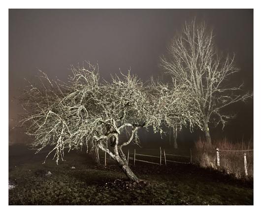 The second photo was taken in a very foggy night. Two trees and a fence are lit brightly by a light source behind the photographer. The fog also reflects some of the light.