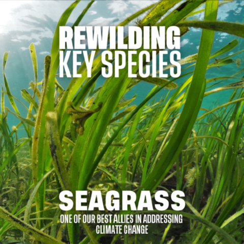 Rewilding key species: seagrass, one of our best allies in addressing climate change. Image credits: Michiel Vos / Ocean Image Bank.