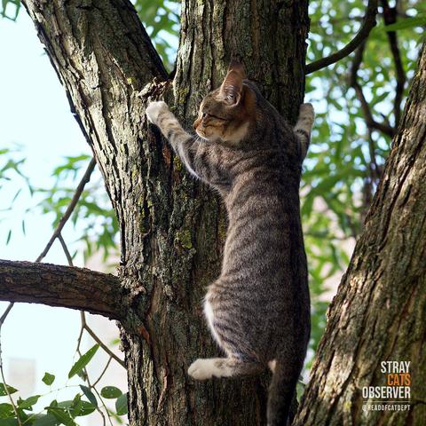 Tabby kitten climbs the tree and looks around