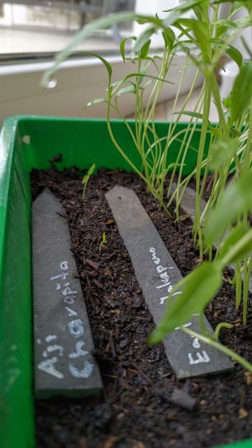 In einer grünen Anzuchtschale mit etwas Erde kommen 2 kleins Keimlinge aus der Erde, daneben getrennt durch ein Schieferschildchen mit der Aufschrift "Early Jalapeno" sind ganz viele und viel größere zu sehen
