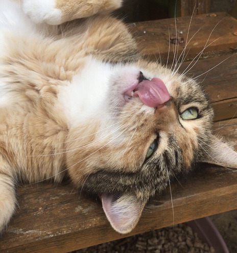 Ginger, white and tabby cat with her pink tongue up her nose.