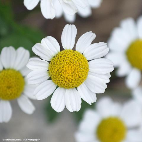 Nahaufnahme von weiß-blühenden Wildblumen mit gelbem Stempel.
 - 
A close-up of white-blooming wildflowers with yellow stamens.
