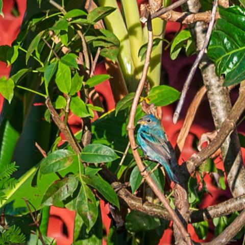 An Indigo Bunting among green and red and brown foliage.