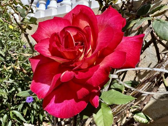 Gran Canaria, Playa del Inglés, straight out of the terrace, a macro of a winter red rose with different shades of bright reds, announcing the spring is just around the corner. About time!