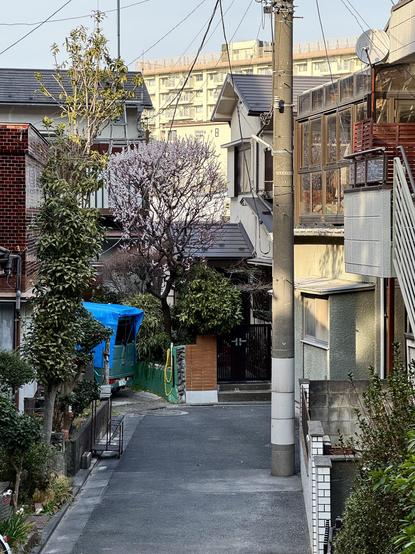 An early blossoming tree in the Nakadai area of Itabashi Ward in Tokyo, Japan