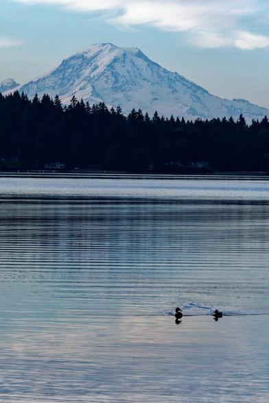 Two ducks swimming on the still water of Puget Sound with Mt Ranier in the background