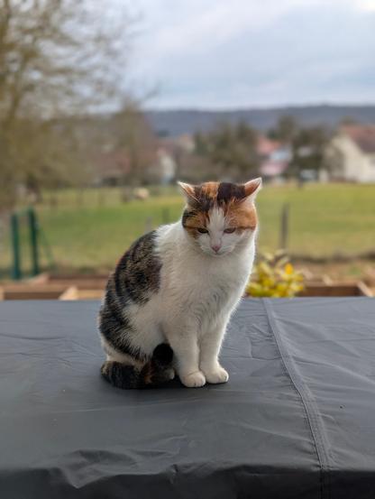 Une chatte tricolore, oreilles dressées, regarde vers le bas, l’air songeuse