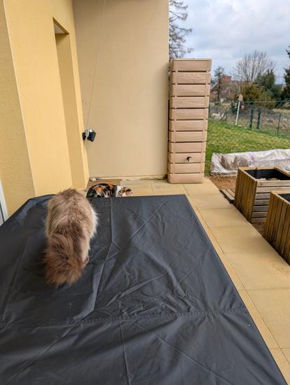 2 chats, l’un sur une table de jardin, de dos,   l’autre sur le tabouret, se regardent.