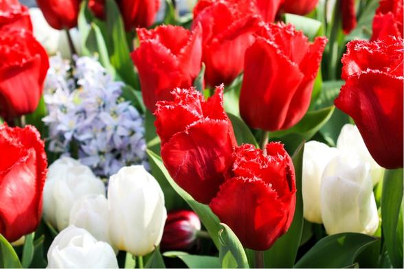 Tulpen in Holland kannst du zum Beispiel im Keukenhof erleben