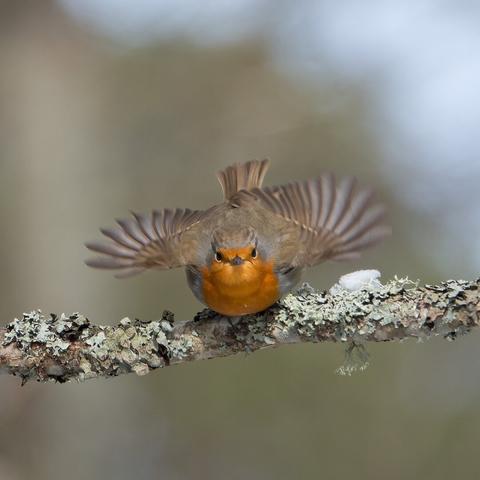 Punarinta. Robin.