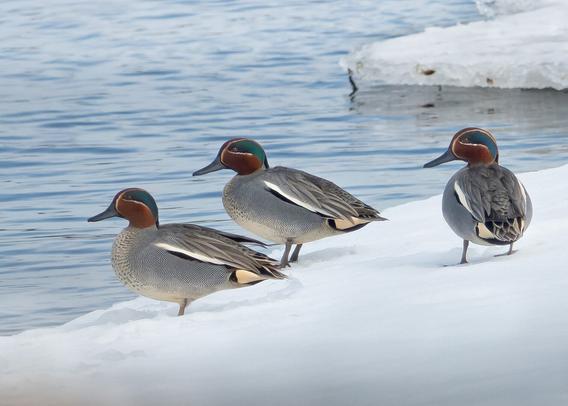Upeat tavikoiraat viime keväältä. Gorgeous teal males from last spring.