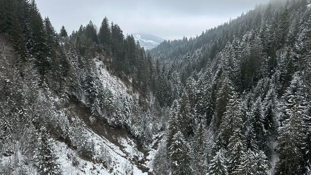 View north from the Skywalk hanging bridge. Snowy forested canyon on an overcast day.