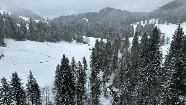 View south from the Skywalk hanging bridge. Snowy fields and forest on an overcast day.