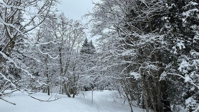 Trail through snowy forest. All the branches are covered in frost or snow.