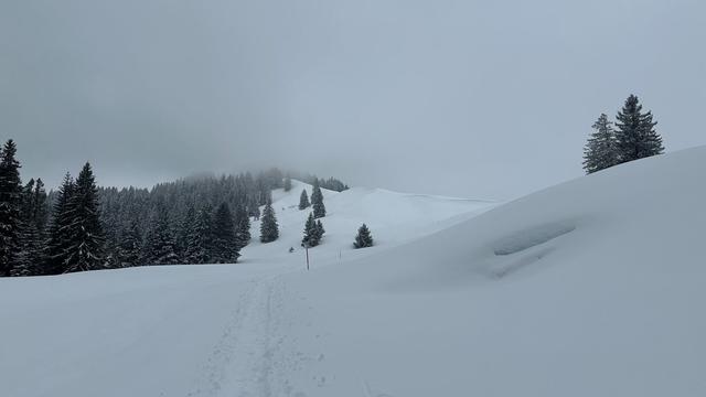 Snowshoe trail across snowy pastures with forest to one side. Low-lying clouds obscure everything in the distance.