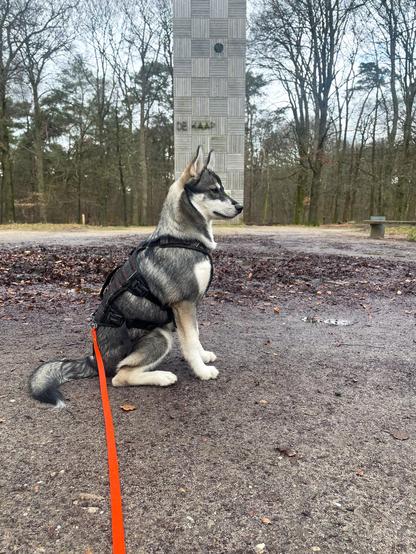 A husky puppy sits in a clearing in front of a wooden tower, looking at something off camera.