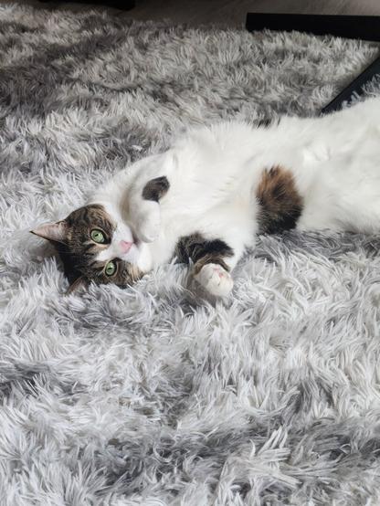 A white and brown cat with green eyes laying on a grey-white shag carpet