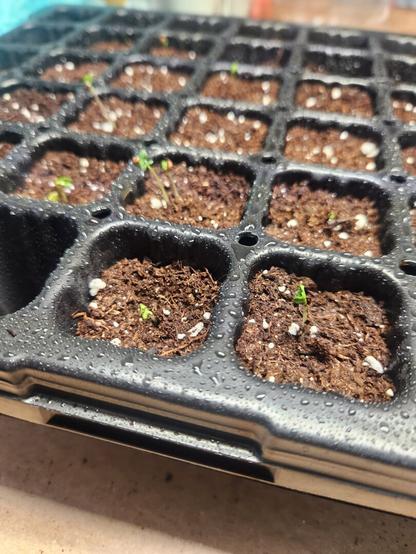 Small green sprouts in a seeding tray with some seeding soil
