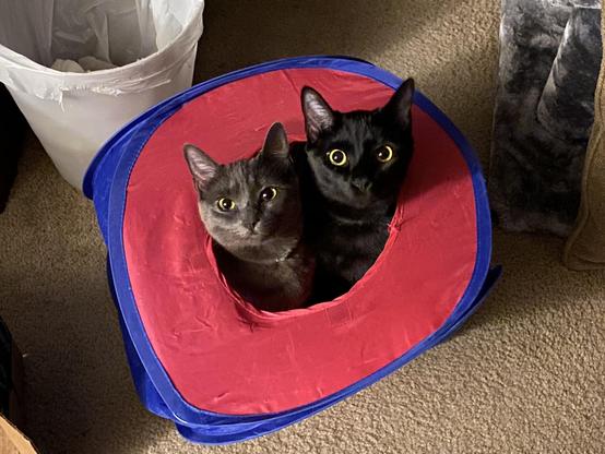 Two heads poke out of a circular hole. On the left is a grey cat. On the right is a black cat.