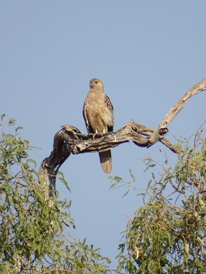 Whistling Kite (Haliastur sphenurus)
LC Least Concern