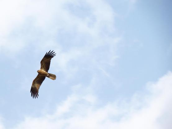 Whistling Kite (Haliastur sphenurus)
LC Least Concern