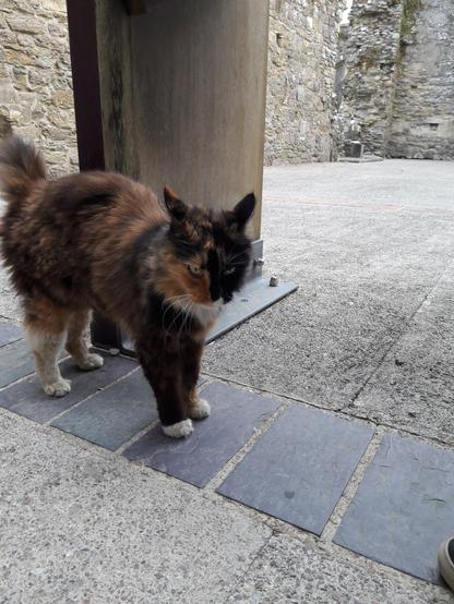 A floofy tri-coloured cat or tortie tuxie standing by a wooden sign in a ruined stone building. Her ears are pulled back in annoyance because I stopped petting her to take a picture.