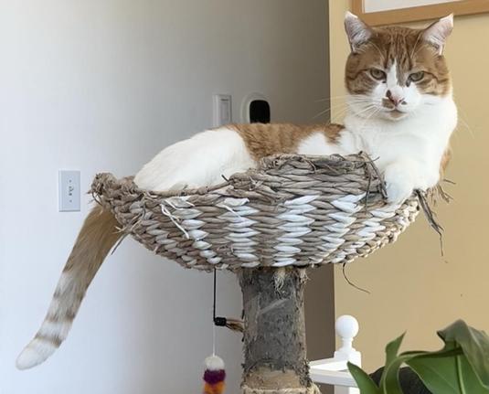 A short haired orange and white cat called Bob Cat. He is surveying me from his position at the top of the cat tree. His tail hangs off to the left, his one front paw draped on the edge of the bowl that he’s lounging in. His eyes are golden.