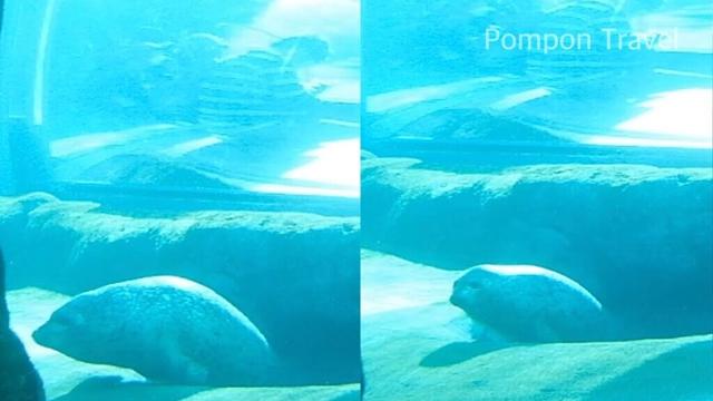 トンネルから連続登場！ ゴマフアザラシ｜札幌市円山動物園