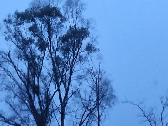 Un albero spoglio nel cielo cupo della sera, sembra un dipinto ad acquerello su tela blu