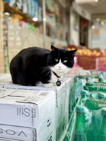 A cat that is all black on its back and head except for lower half of its face. Crouched on some boxes. There are fresh fruits in the background and some plastic wrapped cases of bottles in foreground