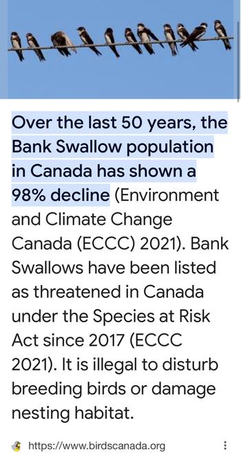Over the last 50 years, the
Bank Swallow population
in Canada has shown a
98% decline (Environment
and Climate Change
Canada (ECCC) 2021). Bank
Swallows have been listed
as threatened in Canada
under the Species at Risk
Act since 2017 (ECCC
2021). ltis illegal to disturb
breeding birds or damage
nesting habitat.

https://www.birdscanada.org