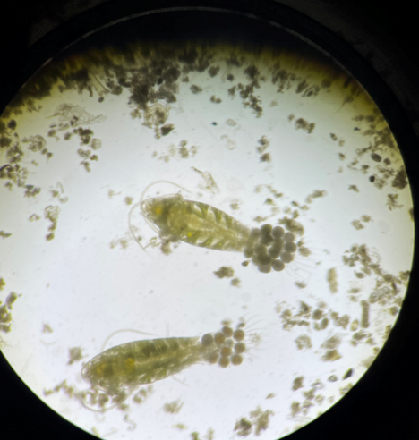 A microscope image of two torpedo shaped crustacean zooplankton carrying a single large bundle of eggs in a sac near their tail, amongst numerous algae. Leptodiaptomus sicilis. Photo from K Bowen, DFO.