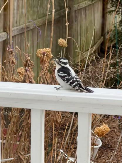 A stunning little black and white bird is sitting on the white railing of the kitchen door landing, deep in thought.
My dried up and messy flowerbed and the weathered wooden fence are in the background.