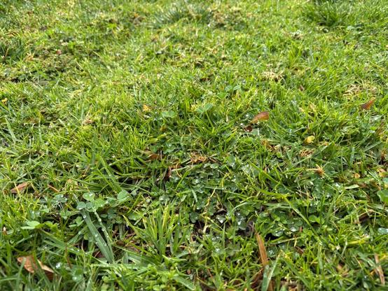 Water droplets pool on grass and clovers.
