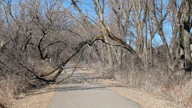 A large broken tree limb hangs precariously over the asphalt Douglas State Trail looking Northwest on a sunny winter day. The trail and ground are snow free.
