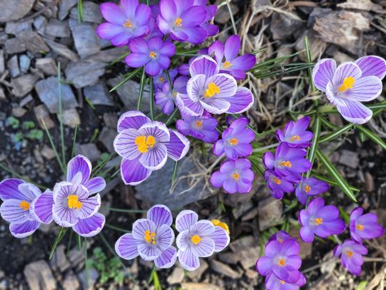 A random collection of spring crocus in full bloom. Blossom colors on cup-shaped flowers include deep & pale purples, mauve, and lavender with white borders and brilliant yellow centers. The backdrop has a mix of brown autumn remnants mixed with the fresh greens of the incoming season.