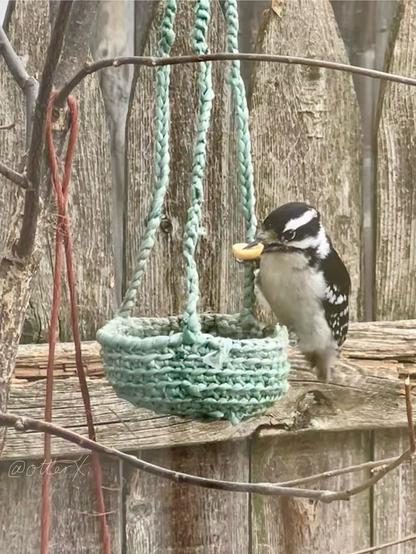 A stunning little black and white bird on the pale green crocheted basket that hangs from the bare branch of the elm sapling by the wooden fence. She has a big half-peanut in her beaks.
