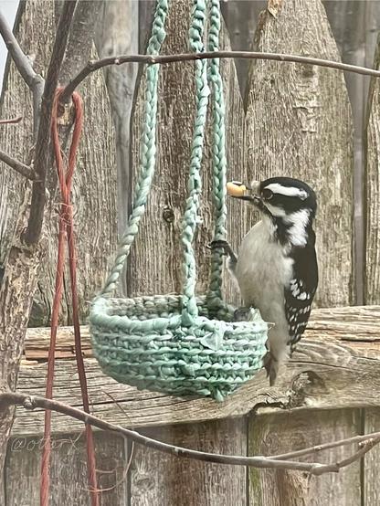 The same scene and the same little black and white bird—now her cute little feet are visible, ready to fly away.