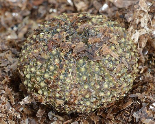 A photo of a dead sea urchin on a shore amongst bits of neptune grass.