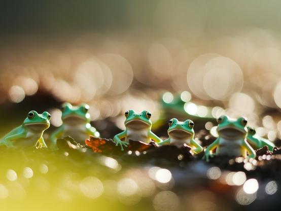 ③«#aiart Generated by ideogramai »
Frogs and lizards waking from winter hibernation, leaving their homes made of soil and fallen leaves, basking in the warm sunlight
