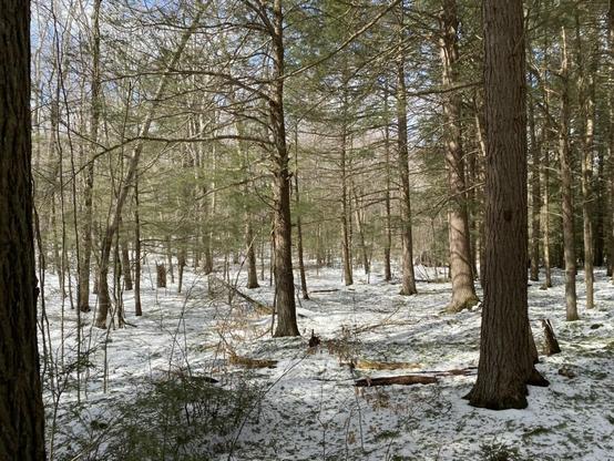 A sunlit hemlock grove in a New England forest, a small blanket of snow still covering the ground and on top of the snow debris of hemlock needles and sticks or branches from recent storms