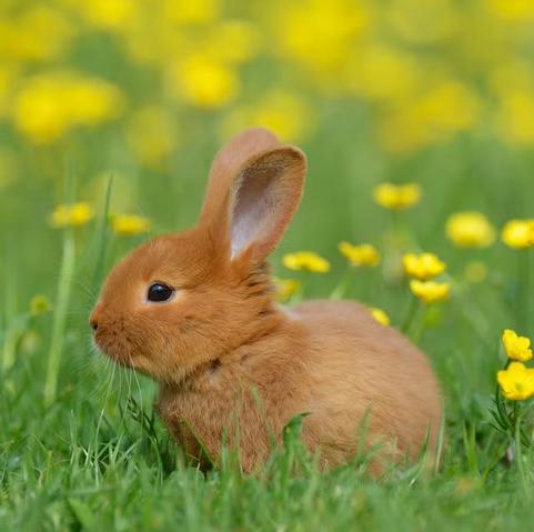 Photo of a small brown bunny in a field of yellow flowers.