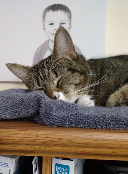 A young tabby cat with white markings is lying on a soft grey towel on top of a desk cabinet.  She is fast asleep.  A picture of a small boy on a white canvas frame is on the wall behind her.